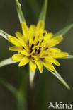 Goatsbeard