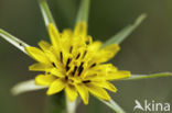 Gele morgenster (Tragopogon pratensis ssp. pratensis)