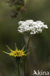 Gele morgenster (Tragopogon pratensis ssp. pratensis)