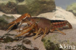 Procambarus acutus