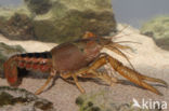 Procambarus acutus