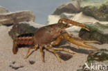 Procambarus acutus