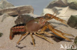 Procambarus acutus