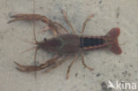 Gestreepte amerikaanse rivierkreeft (Procambarus acutus)