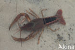 Procambarus acutus