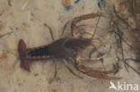 Gestreepte amerikaanse rivierkreeft (Procambarus acutus)