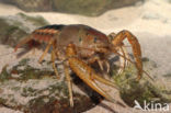 Procambarus acutus