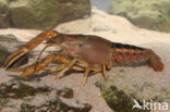 Procambarus acutus