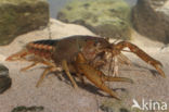 Procambarus acutus