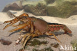 Procambarus acutus