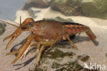 Procambarus acutus