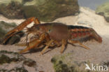 Procambarus acutus