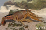 Procambarus acutus