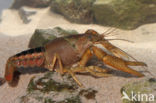 Gestreepte amerikaanse rivierkreeft (Procambarus acutus)