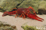 Procambarus acutus