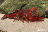 Gestreepte amerikaanse rivierkreeft (Procambarus acutus)