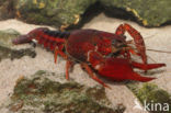 Procambarus acutus