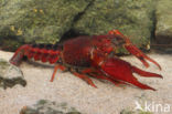 Procambarus acutus