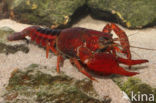 Procambarus acutus