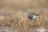 Gestreepte Strandloper (Calidris melanotos)