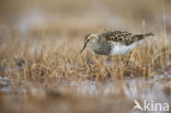 Gestreepte Strandloper (Calidris melanotos)