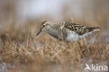 Gestreepte Strandloper (Calidris melanotos)