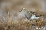 Gestreepte Strandloper (Calidris melanotos)