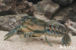 Spinycheek Crayfish (Orconectes limosus)