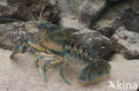 Spinycheek Crayfish (Orconectes limosus)