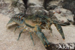 Spinycheek Crayfish (Orconectes limosus)