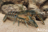 Spinycheek Crayfish (Orconectes limosus)