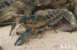 Spinycheek Crayfish (Orconectes limosus)