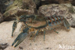 Spinycheek Crayfish (Orconectes limosus)