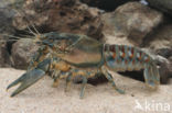 Spinycheek Crayfish (Orconectes limosus)