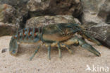 Spinycheek Crayfish (Orconectes limosus)