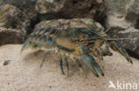 Spinycheek Crayfish (Orconectes limosus)