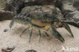 Spinycheek Crayfish (Orconectes limosus)