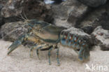 Spinycheek Crayfish (Orconectes limosus)