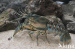 Spinycheek Crayfish (Orconectes limosus)