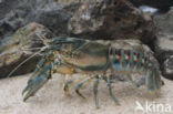 Spinycheek Crayfish (Orconectes limosus)