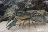 Spinycheek Crayfish (Orconectes limosus)