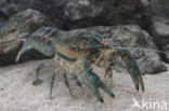 Spinycheek Crayfish (Orconectes limosus)