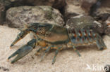 Spinycheek Crayfish (Orconectes limosus)