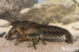 Spinycheek Crayfish (Orconectes limosus)