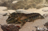 Spinycheek Crayfish (Orconectes limosus)