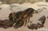 Spinycheek Crayfish (Orconectes limosus)