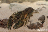 Spinycheek Crayfish (Orconectes limosus)