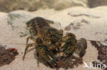 Spinycheek Crayfish (Orconectes limosus)