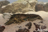 Spinycheek Crayfish (Orconectes limosus)