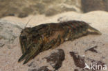 Spinycheek Crayfish (Orconectes limosus)